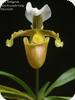 Paph. barbigerum